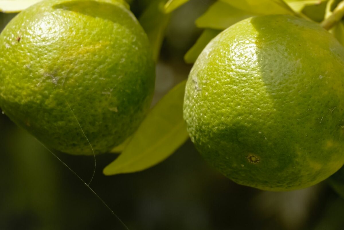 Lemon Types California 31 Best Lemon Varieties To Add To Your Orchard
