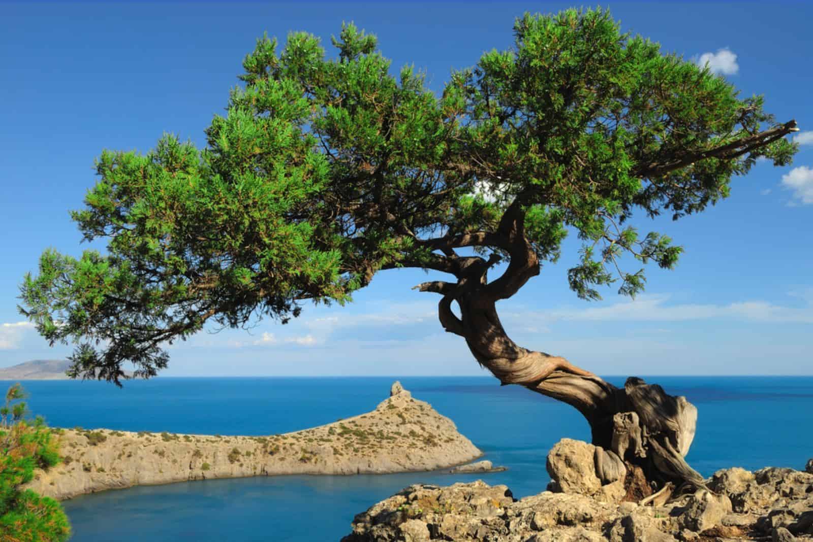 Lonely juniper on the brink of the rock over a blue bay