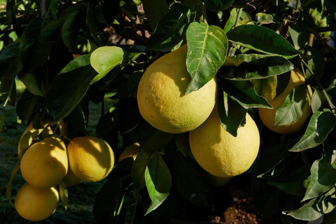 31 Best Lemon Varieties To Add To Your Orchard