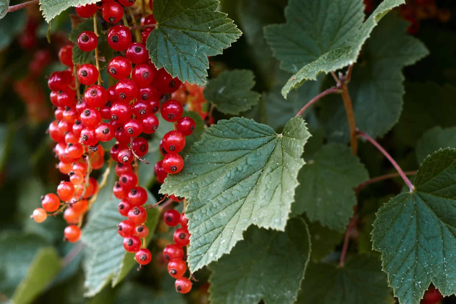 Macro shot of ripening red currant berries