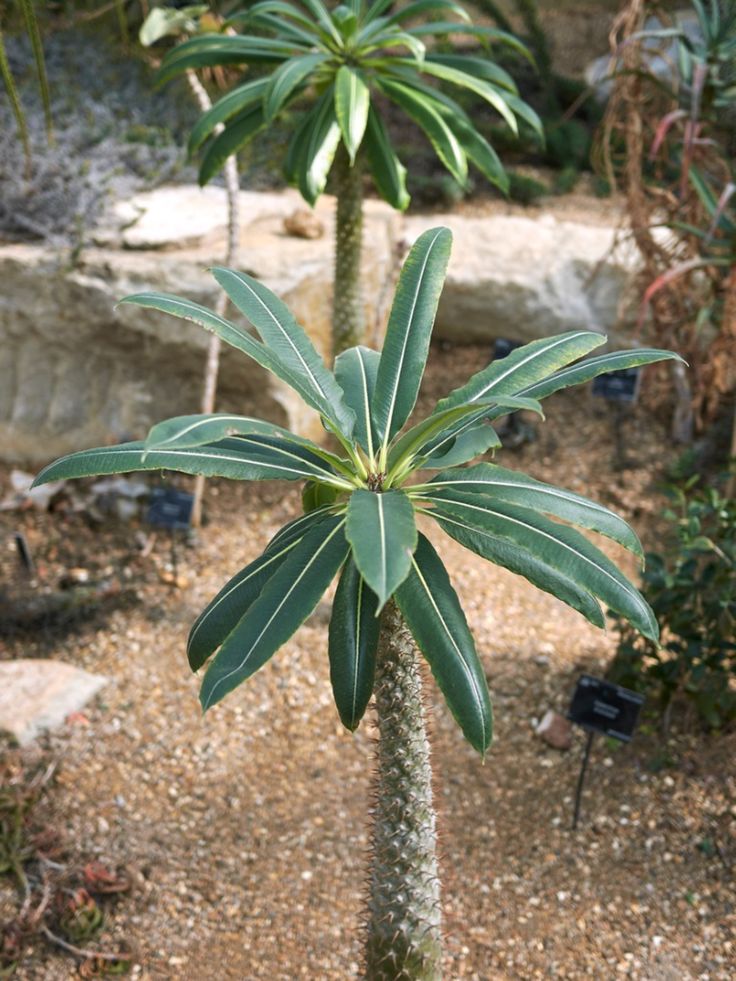 Madagascar Palm