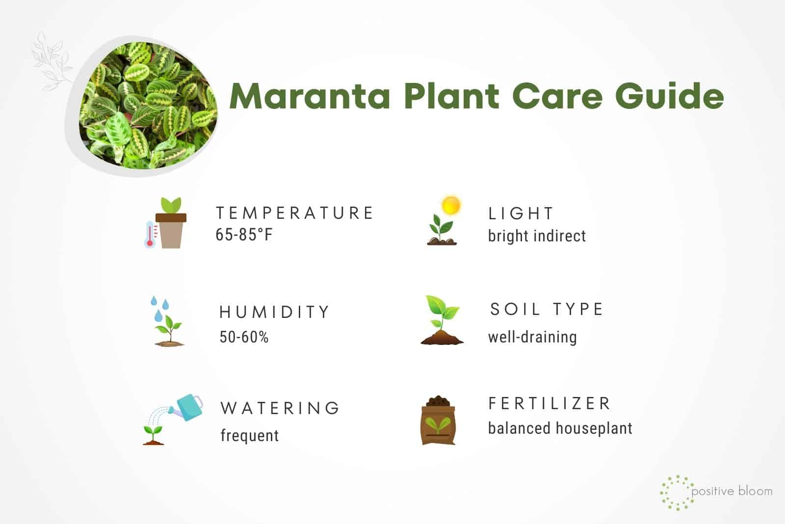 Maranta Plant Care Guide