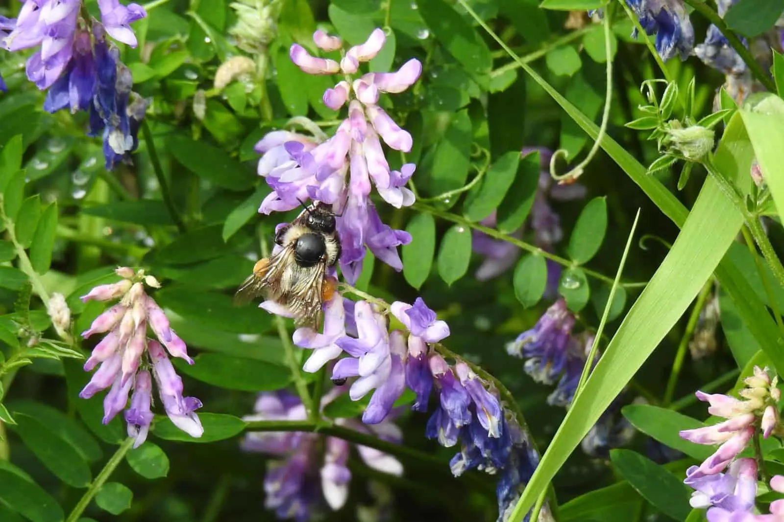 Mason Bee species feeding from bush vetch
