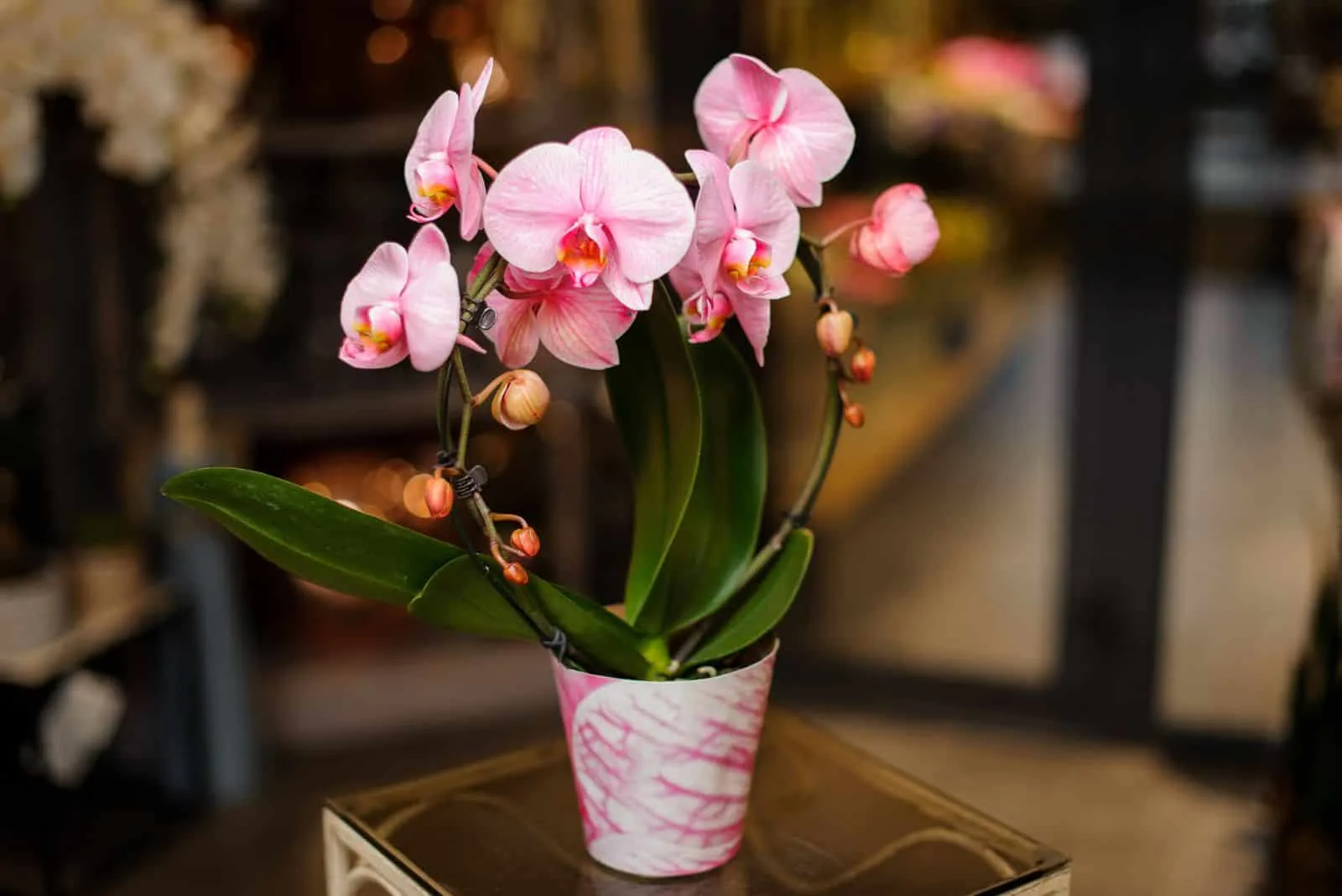 Orchid in a pot on the table