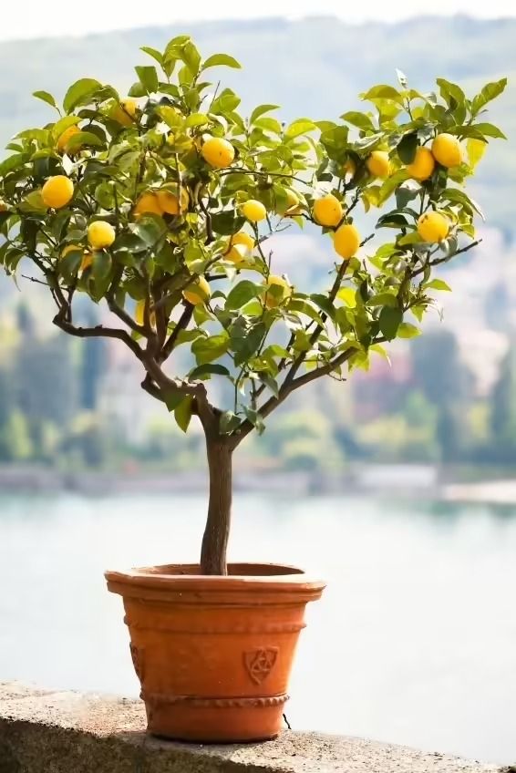 Meyer lemon tree