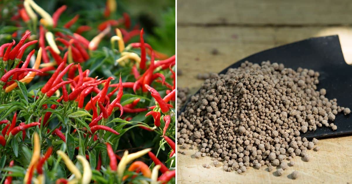 Nutrition And 9 Best Options For Fertilizer For Chilli Plants