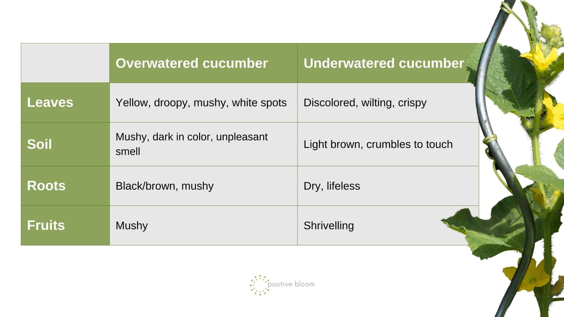 Overwatered vs Underwatered Cucumber