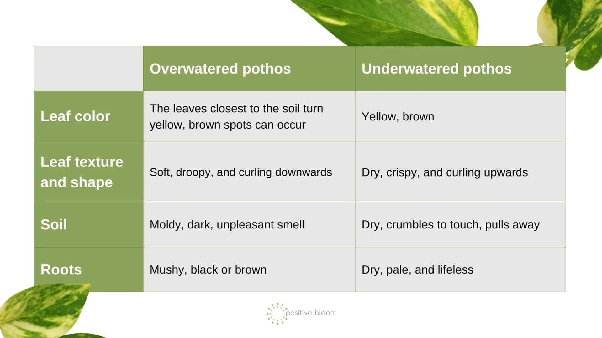 Overwatered vs Underwatered Pothos