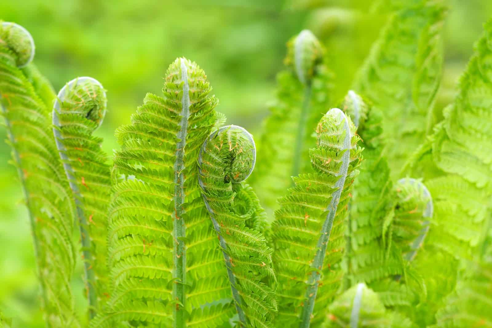 Panoramic view of young leaves of Matteuccia struthiopteris, ostrich fern