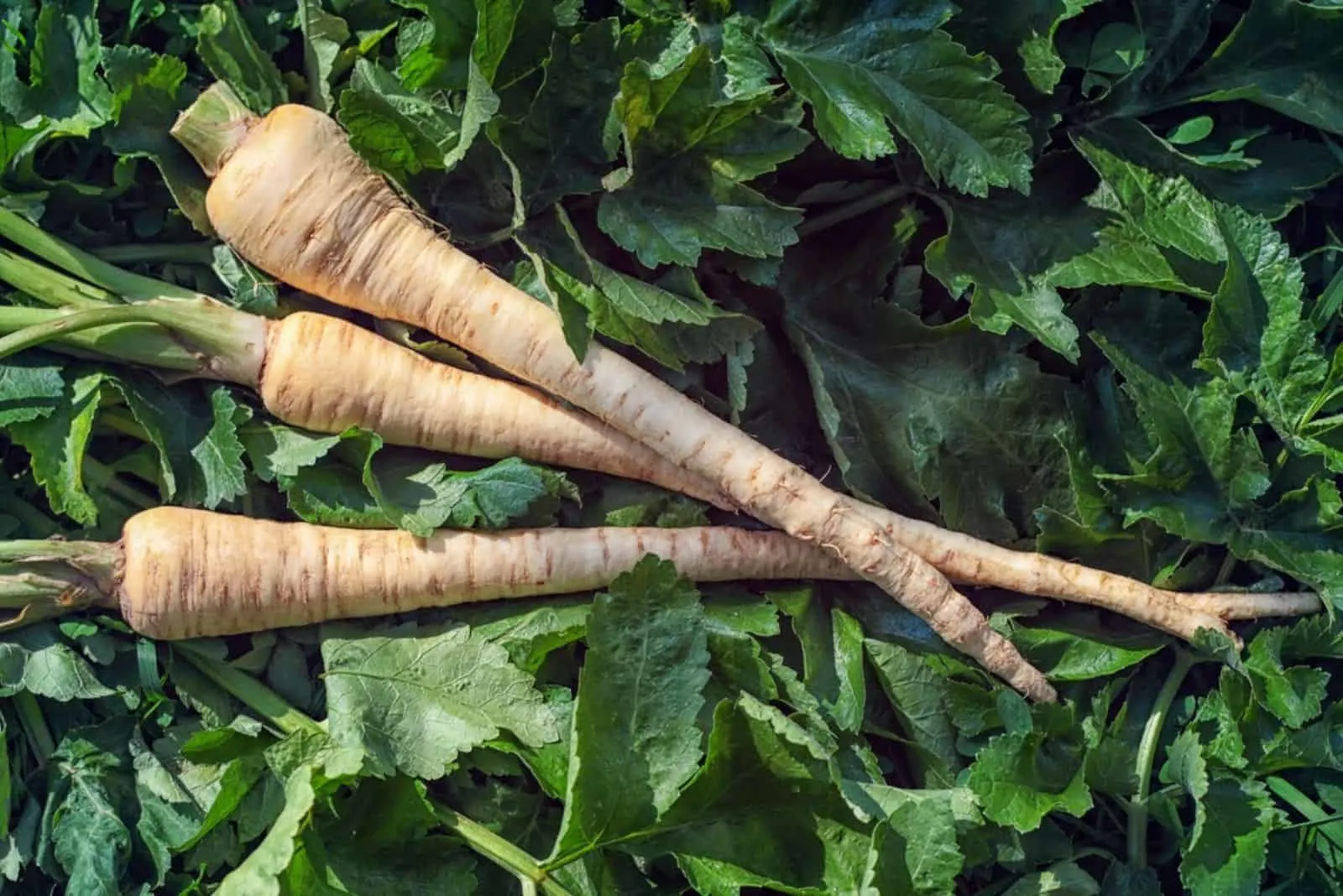 Parsnip - a bunch of fresh parsnips with green leaves