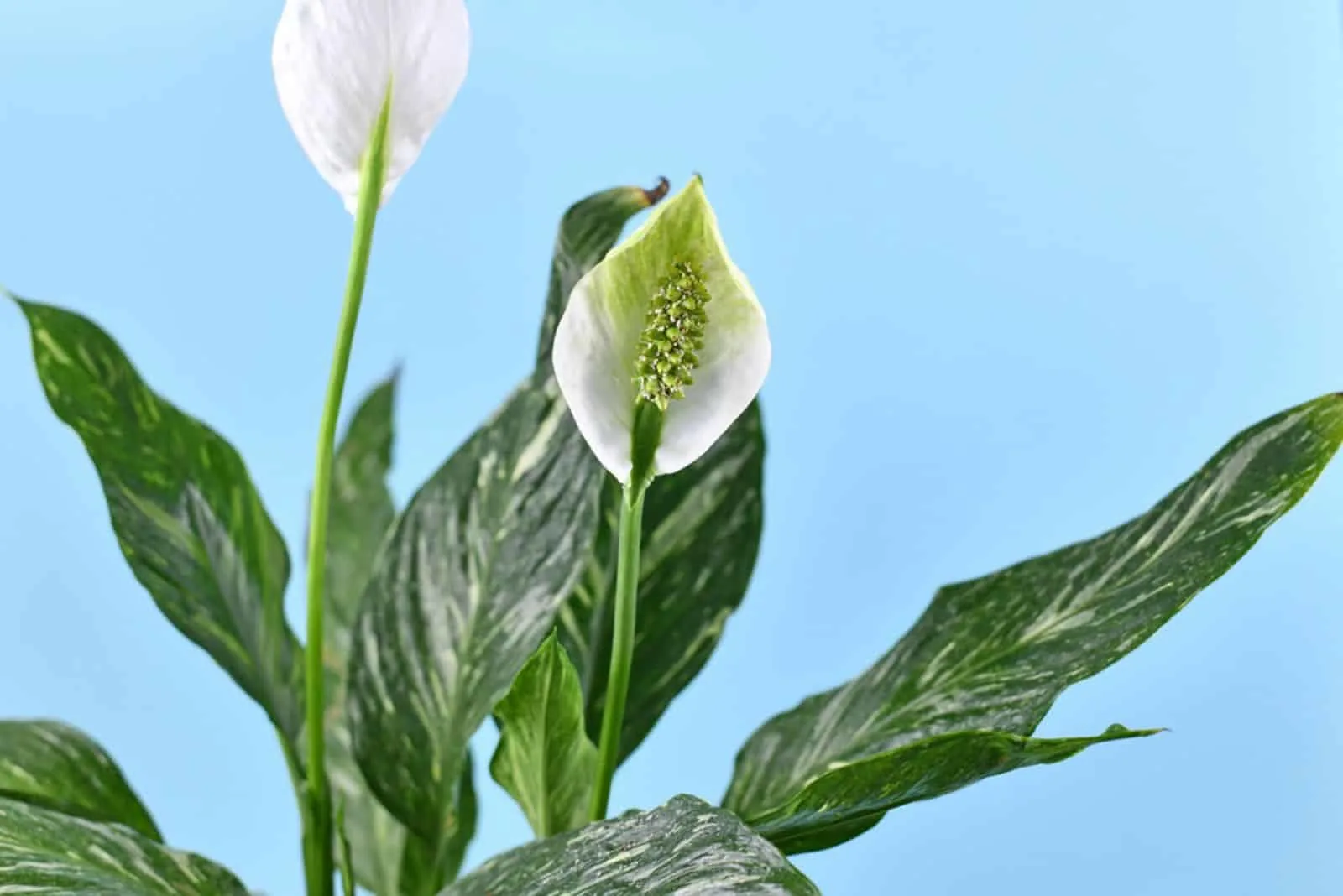 Peace Lily Domino