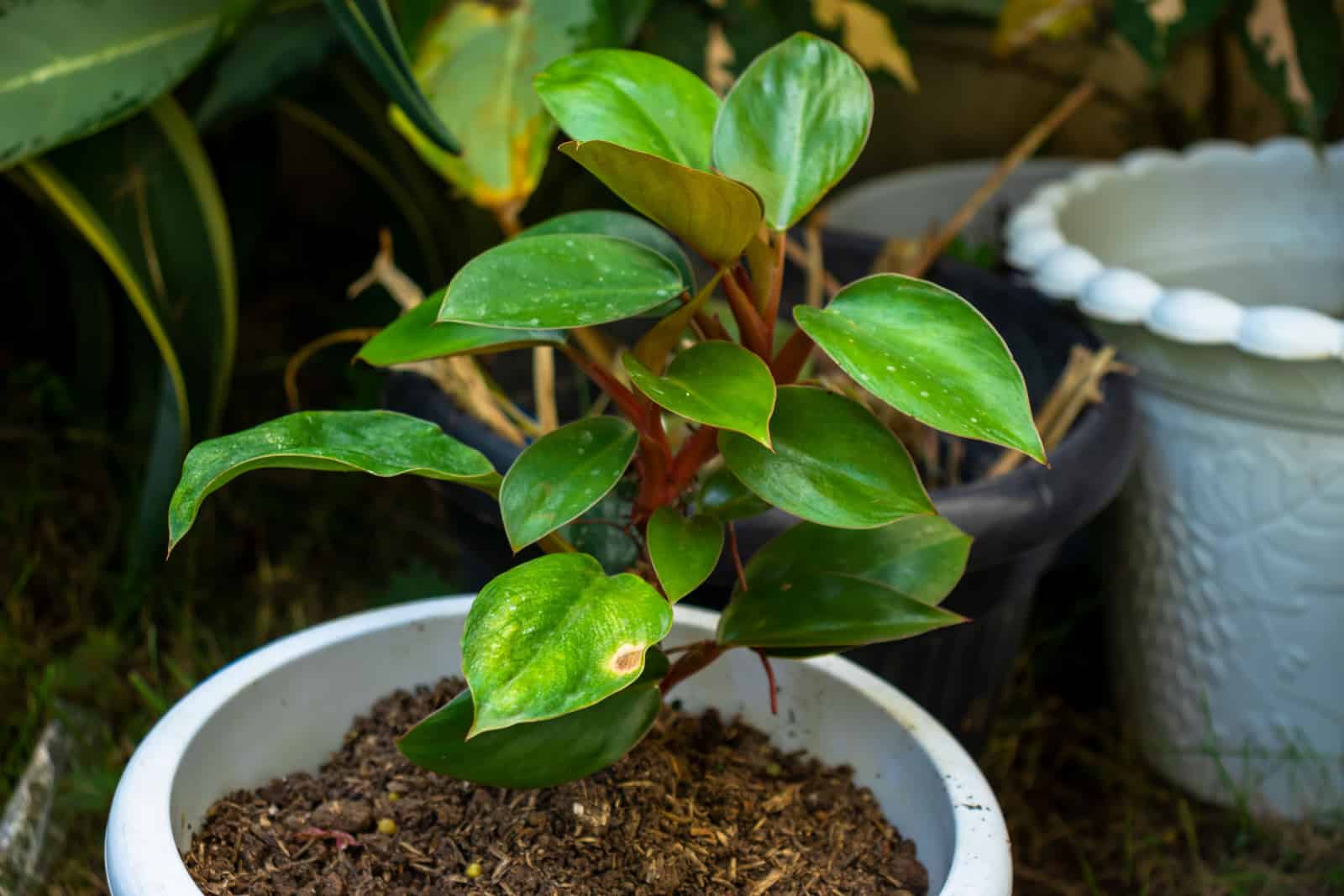 Photo of Philodendron erubescens with lush fresh leaves in a pot