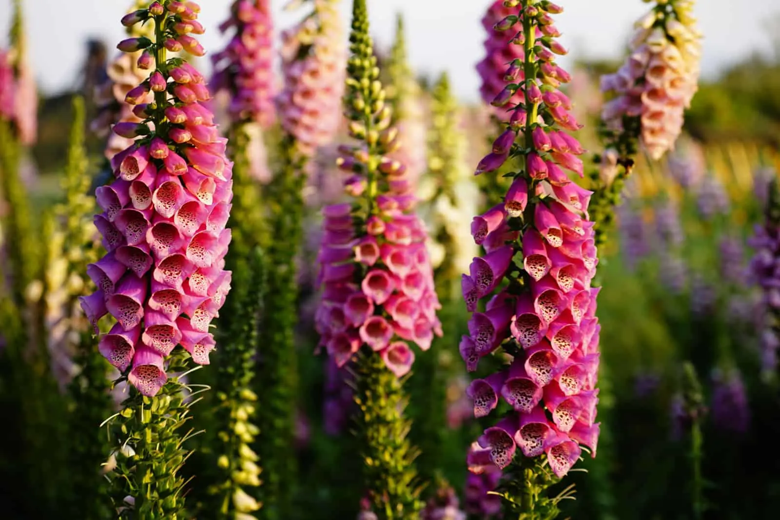 Pink Floral background of colorful foxglove flowers