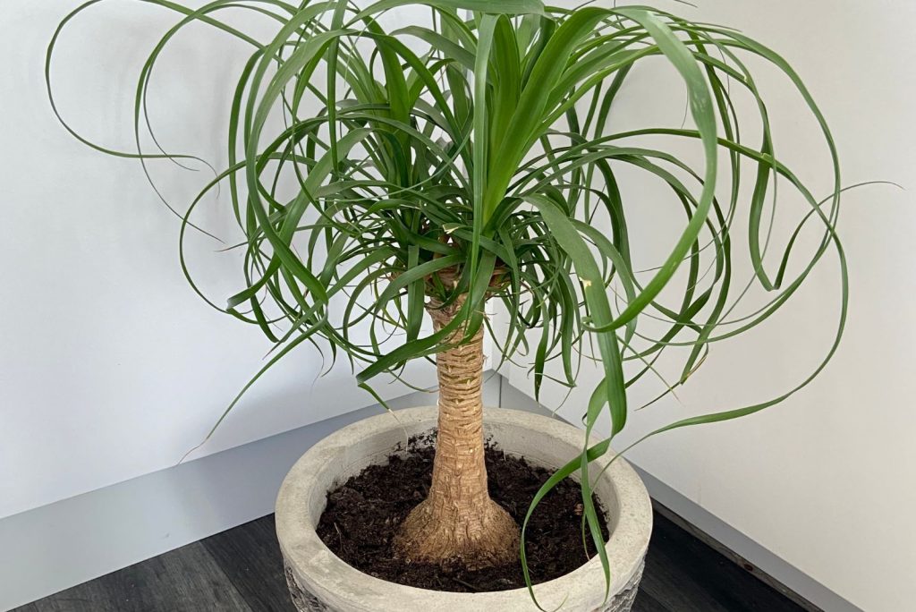 Ponytail Palm