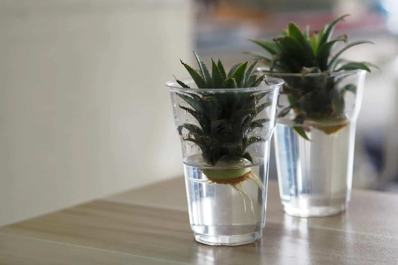 Propagation Planting pineapples in water plastic glasses