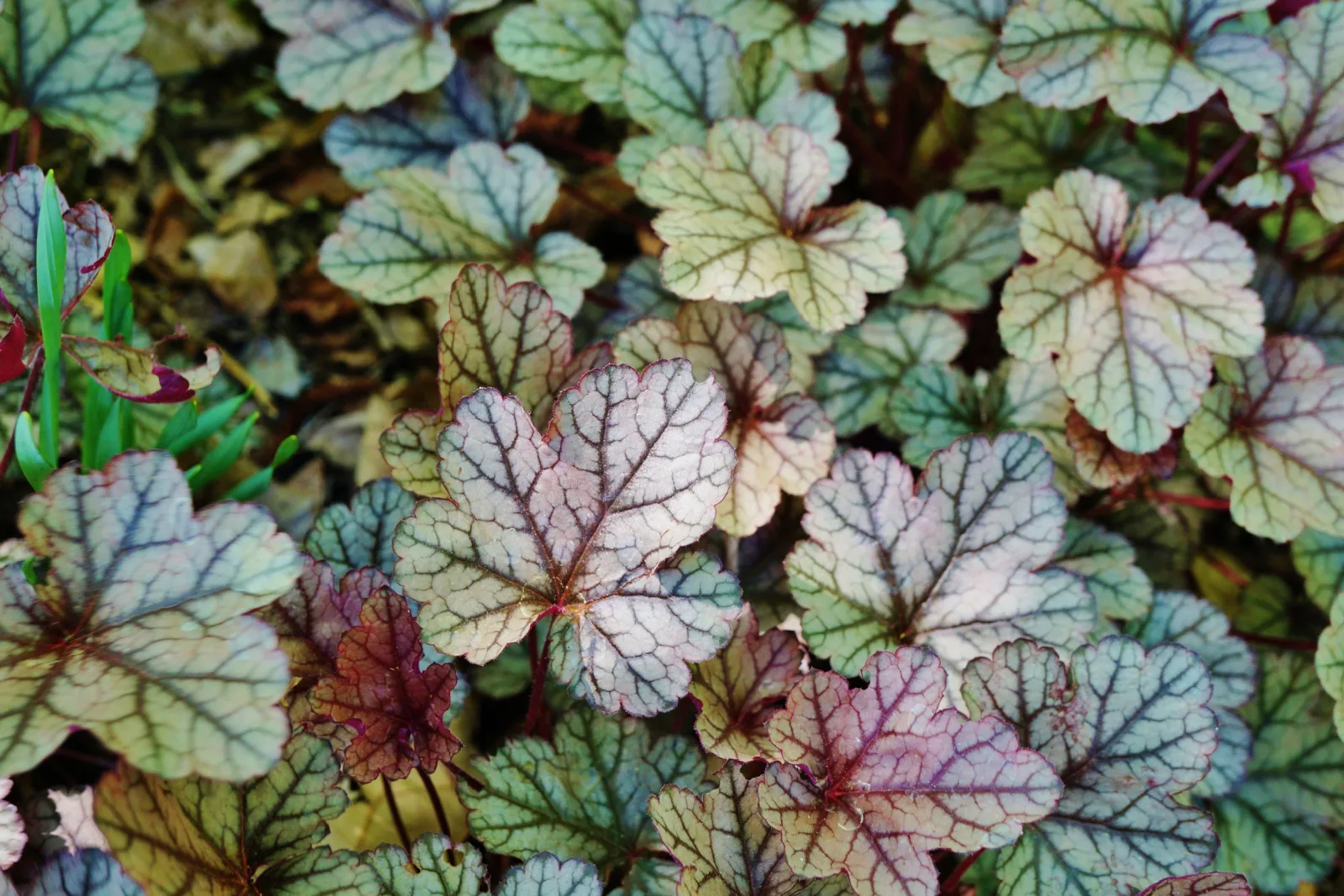 Purple and green leaves of the heuchera silver scrolls coral bells plant