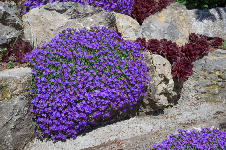 27 Rock Garden Plants With Easy-To-Follow Care Tips