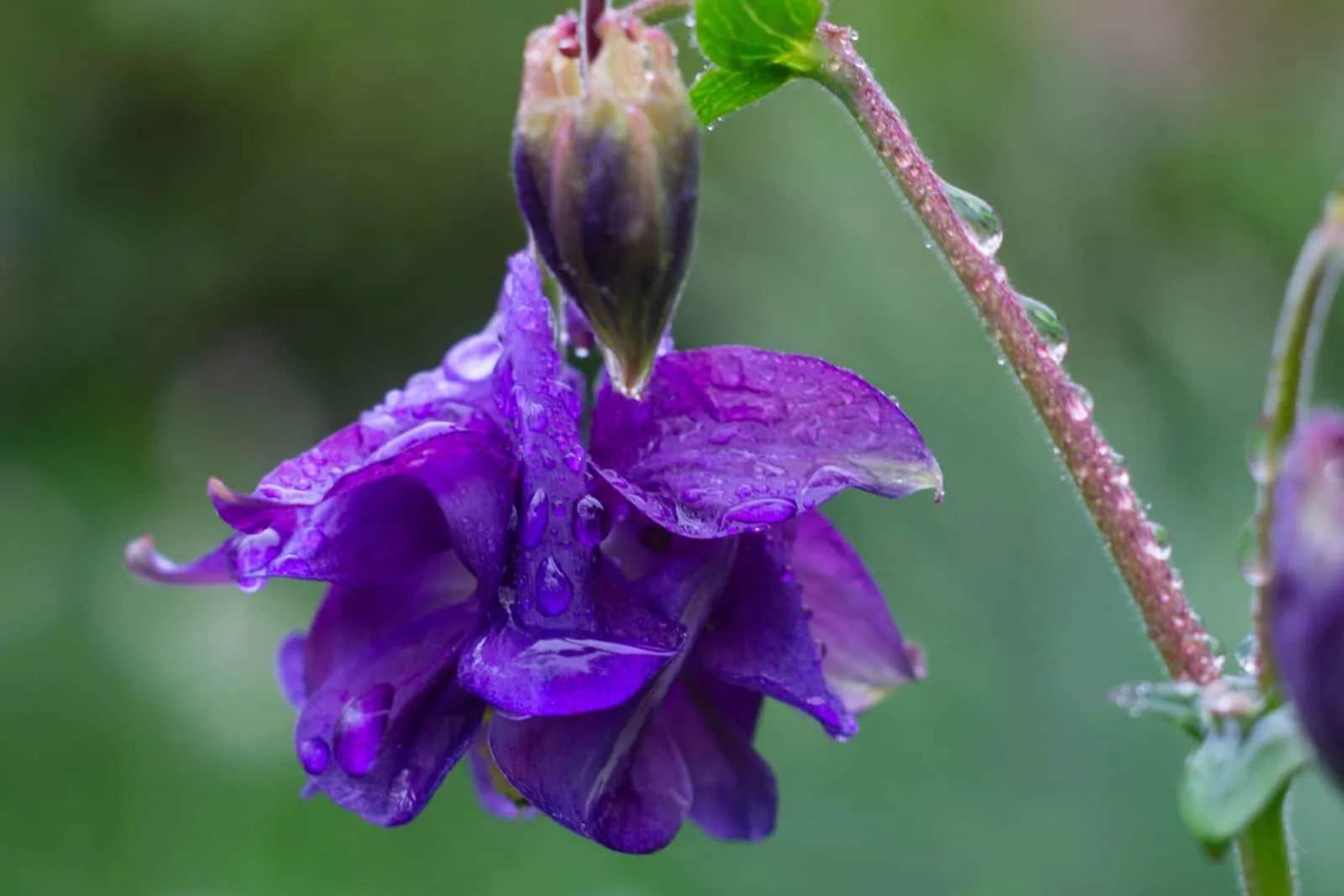 Purple flowers of Aquilegia vulgaris, common columbine