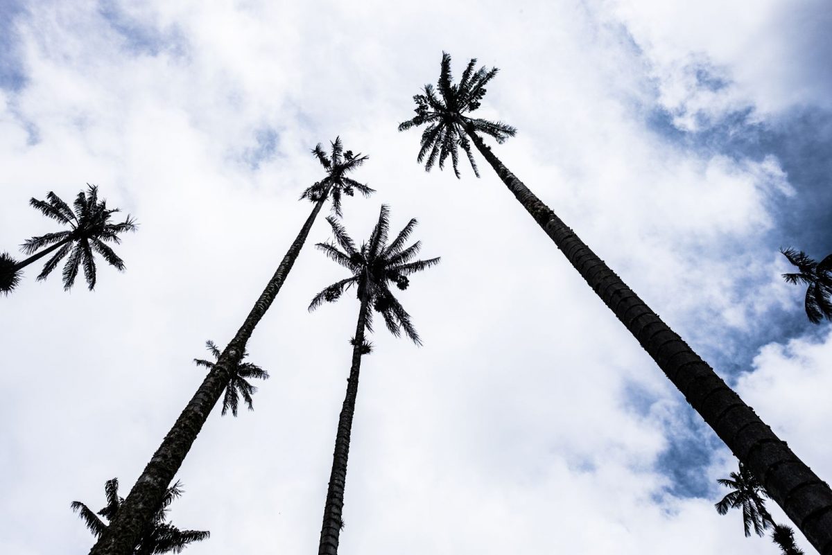 15 Unbelievable Palm Tree Facts You Probably Didn’t Know