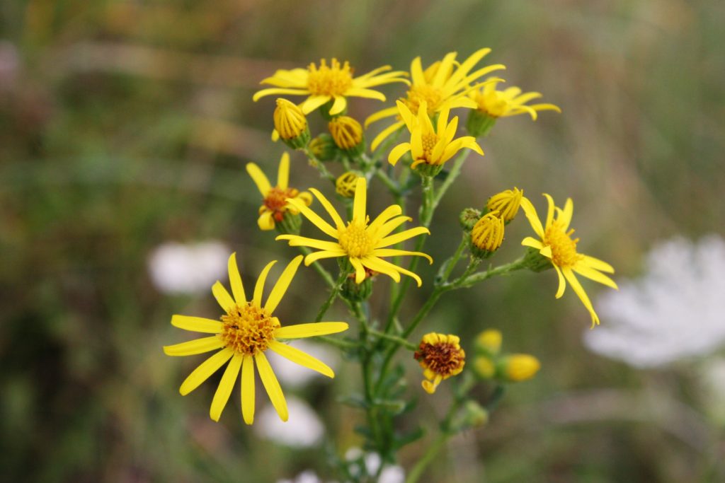 30 Weeds With Small Yellow Flowers And Tips To Eradicate Them