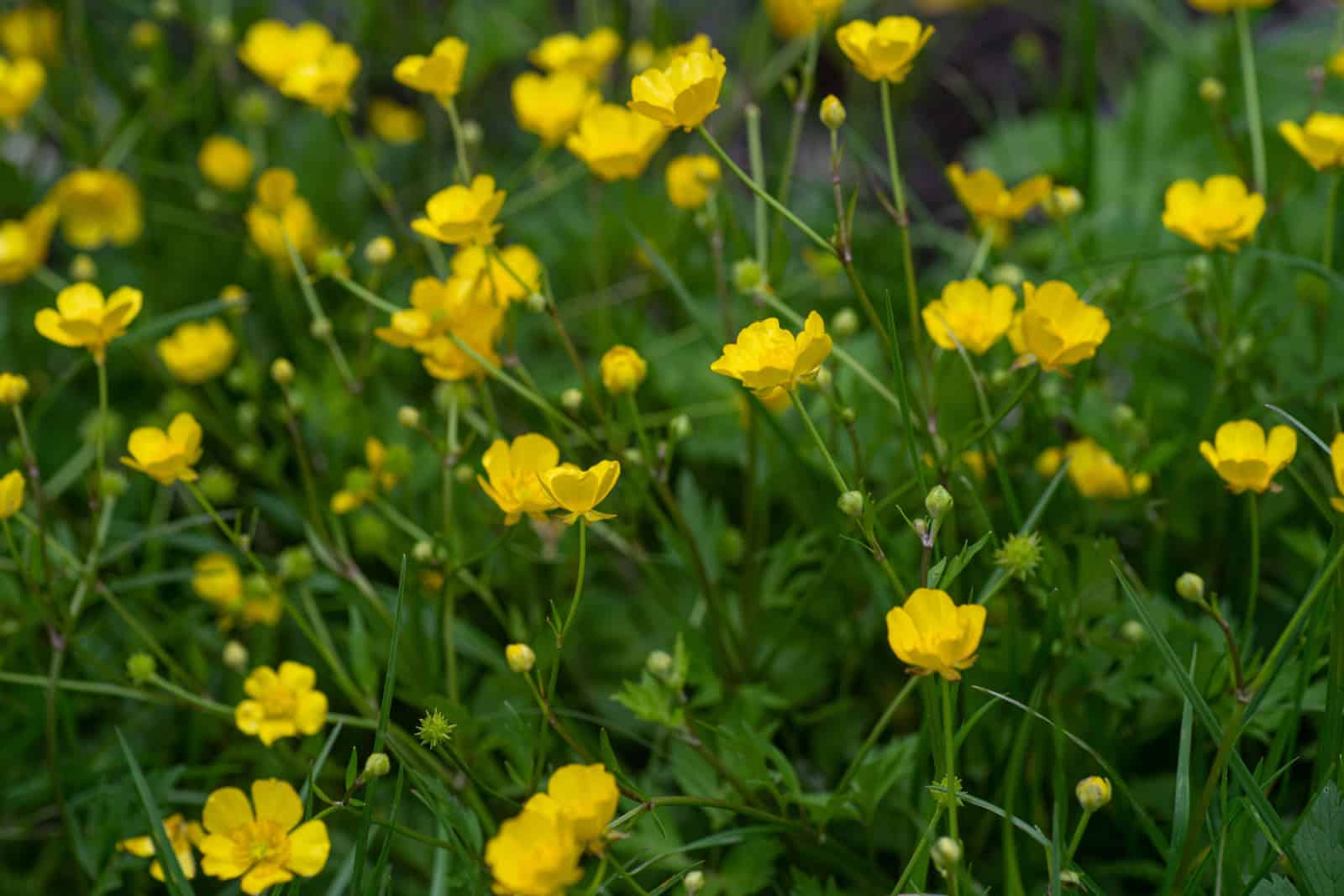 Ranunculus repens or the creeping buttercup