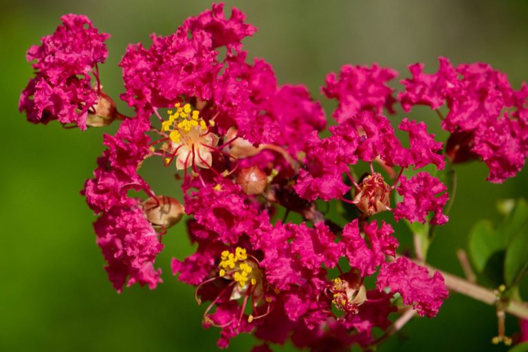 Best Time To Transplant Crepe Myrtle And Signs It’s Time To Do It