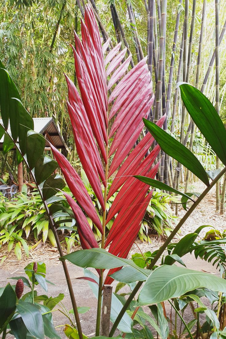 Red Feather Palm