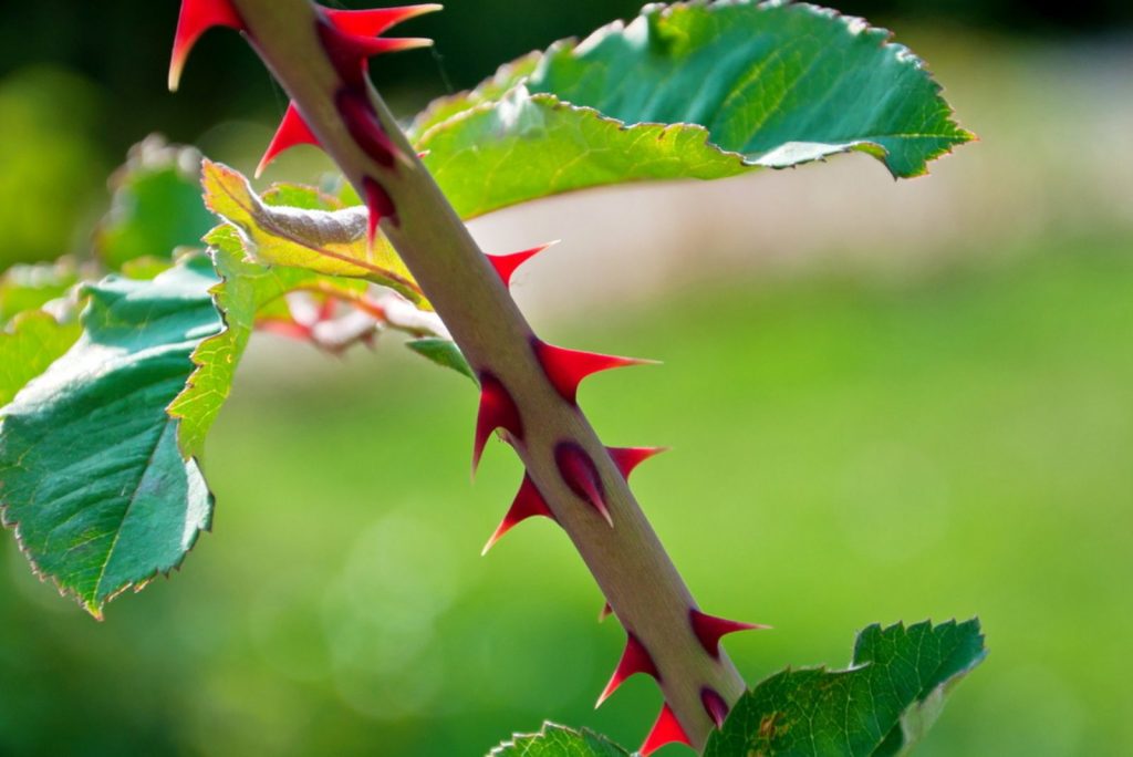 Why Do Roses Have Thorns? The Answer Might Surprise You!
