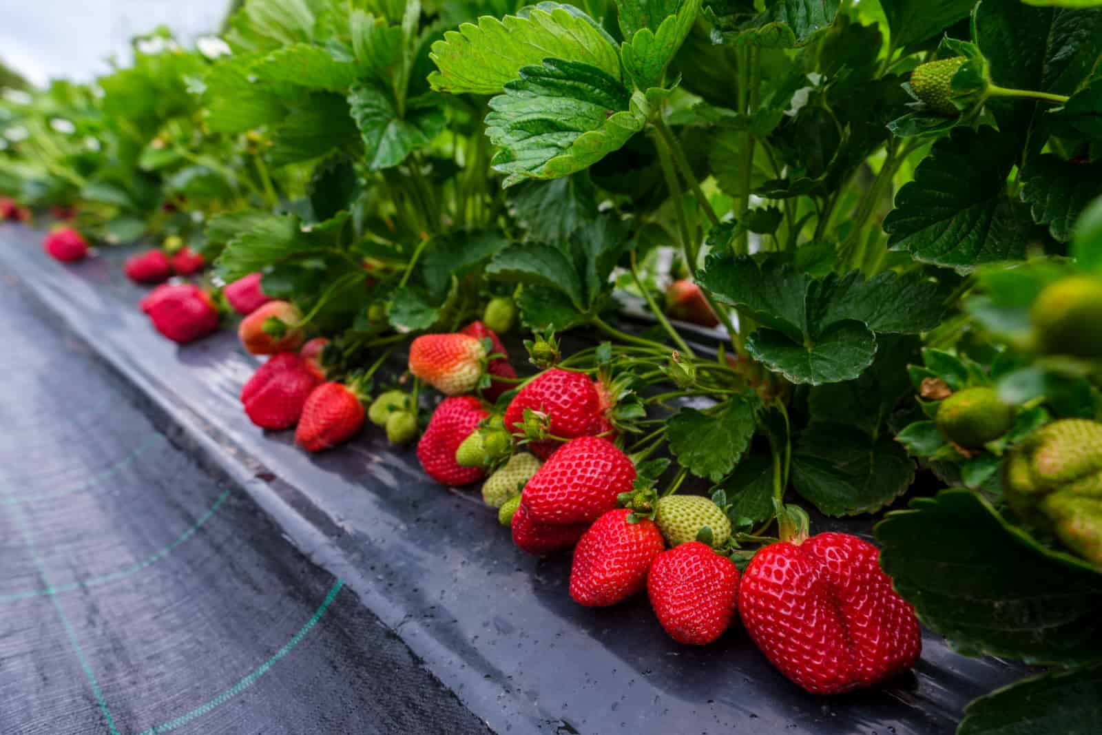 Rows of fresh strawberries that are grown in greenhouses
