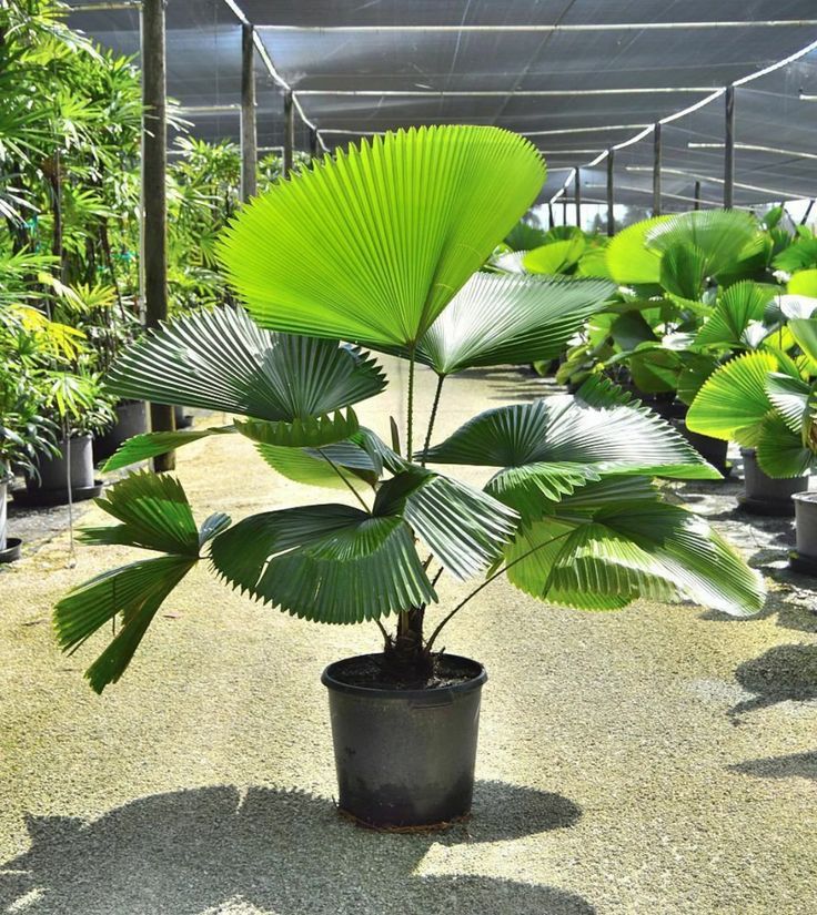 Ruffled Fan Palm