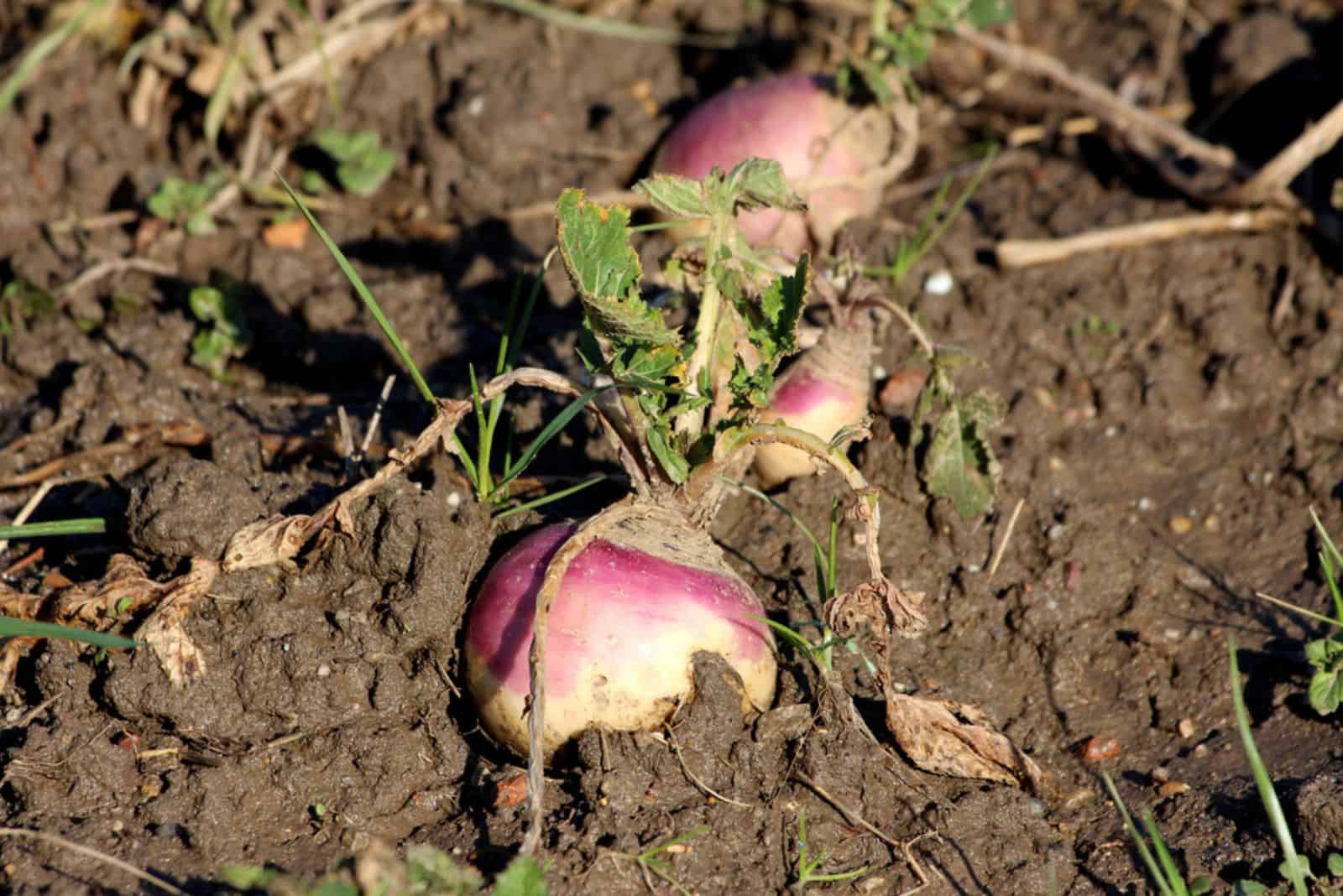Rutabaga or Swede or Swedish turnip or Neep cold weather root vegetable plants 