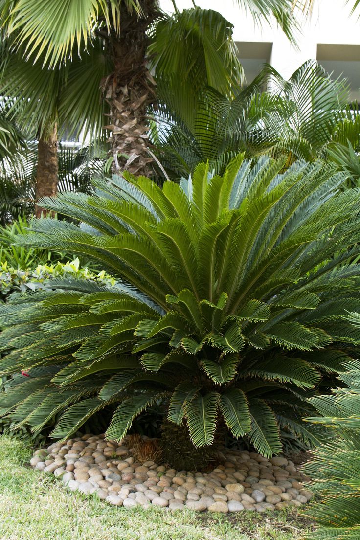 Sago Palm