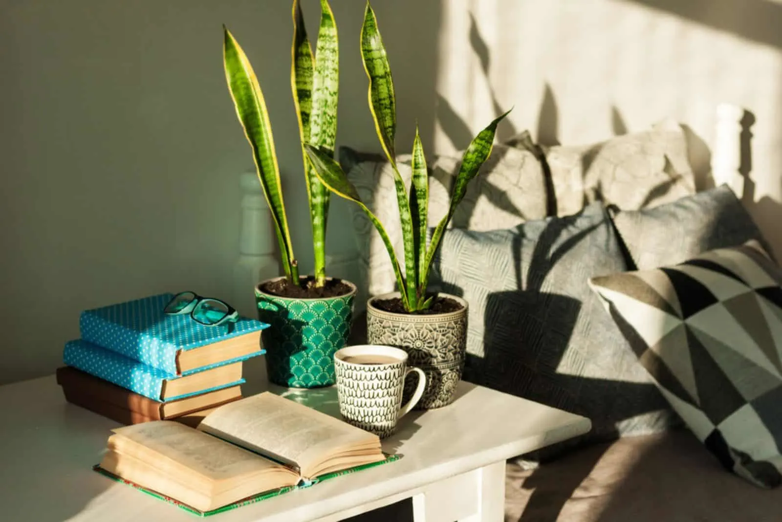 Sansevieria plants in pots with books and coffee on table