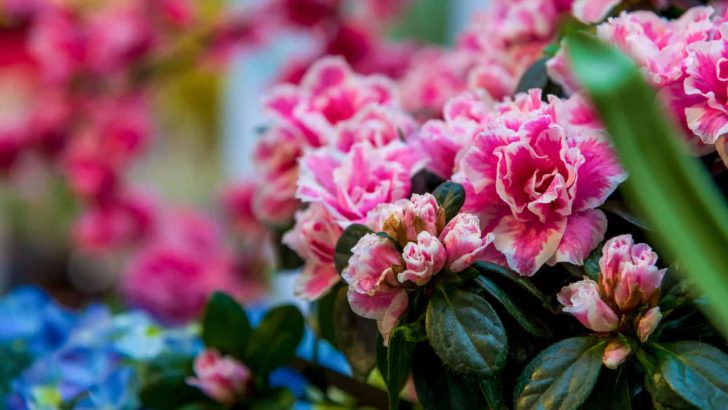 Sending Love Or Death Threats? The True Azalea Flower Meaning!