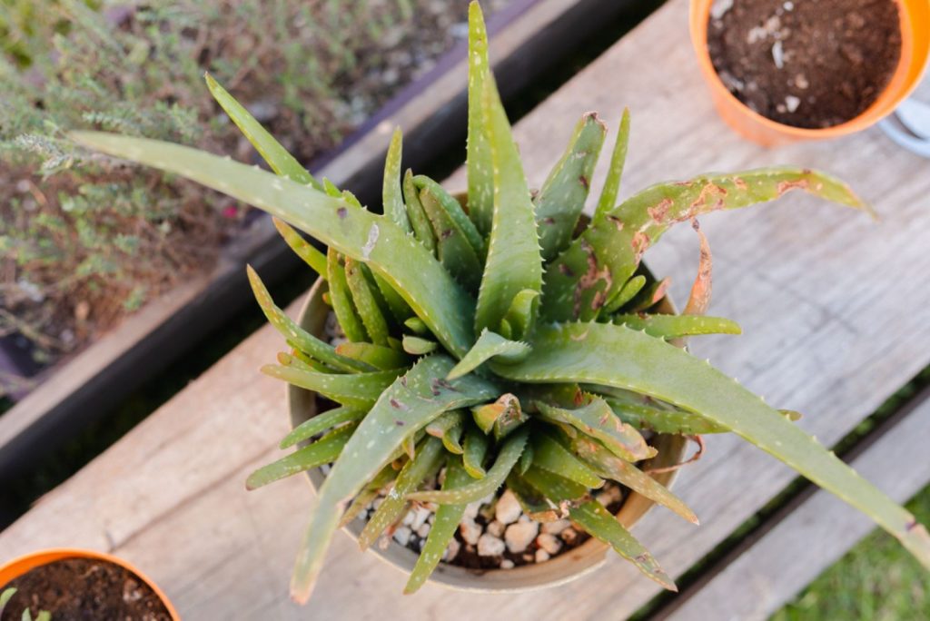All You Need To Know About Aloe Vera Temperature Tolerance
