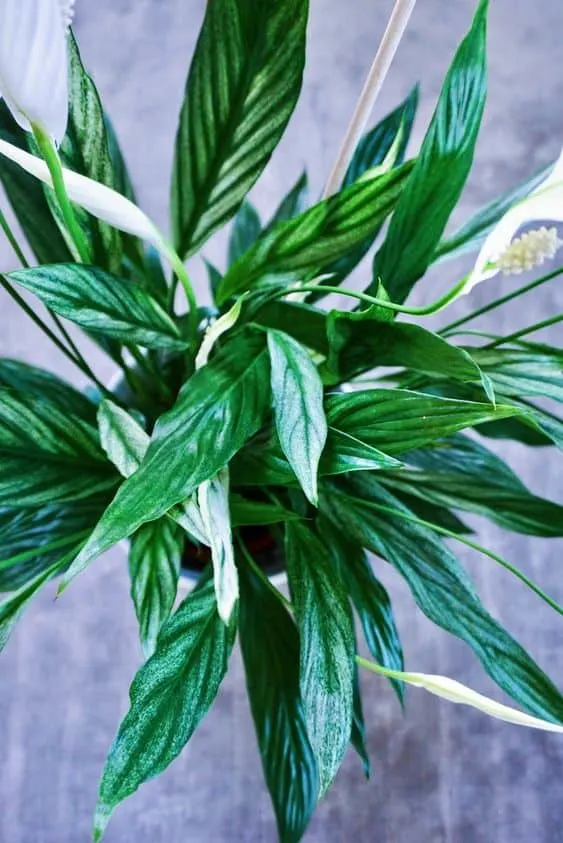 Silver Cupido Peace Lily