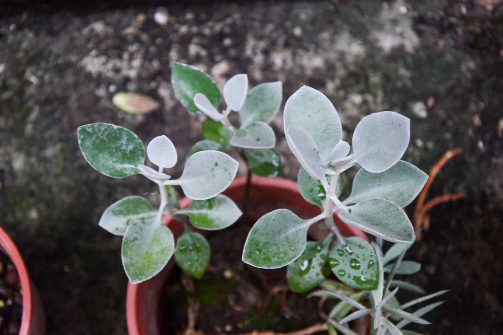 Silver Teaspoons,Kalanchoe bracteata,succulent plants