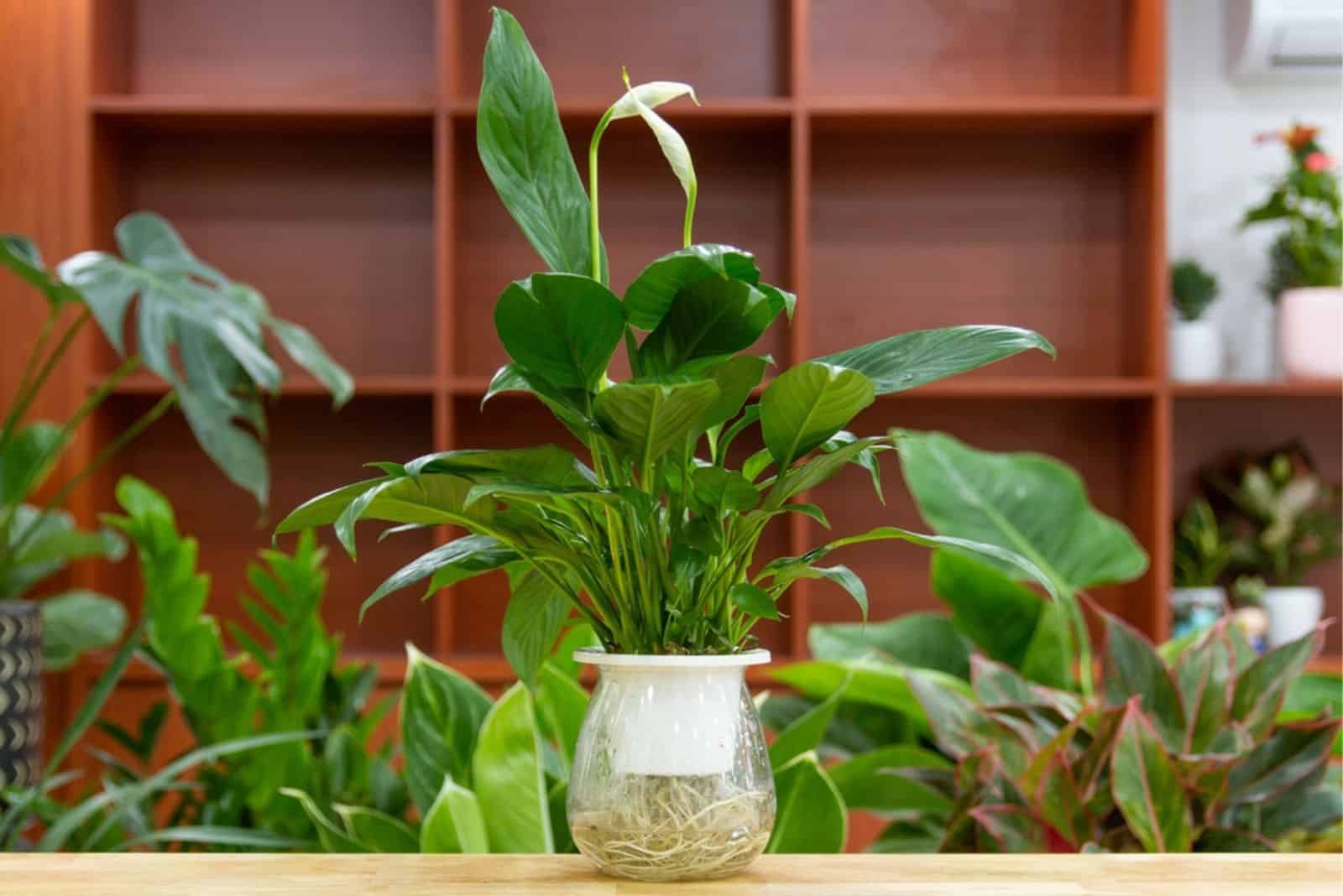Spathiphyllum (Peace Lily) aquatic plants