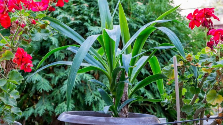 Spineless Yucca Care Guide + How To Solve Its Common Problems