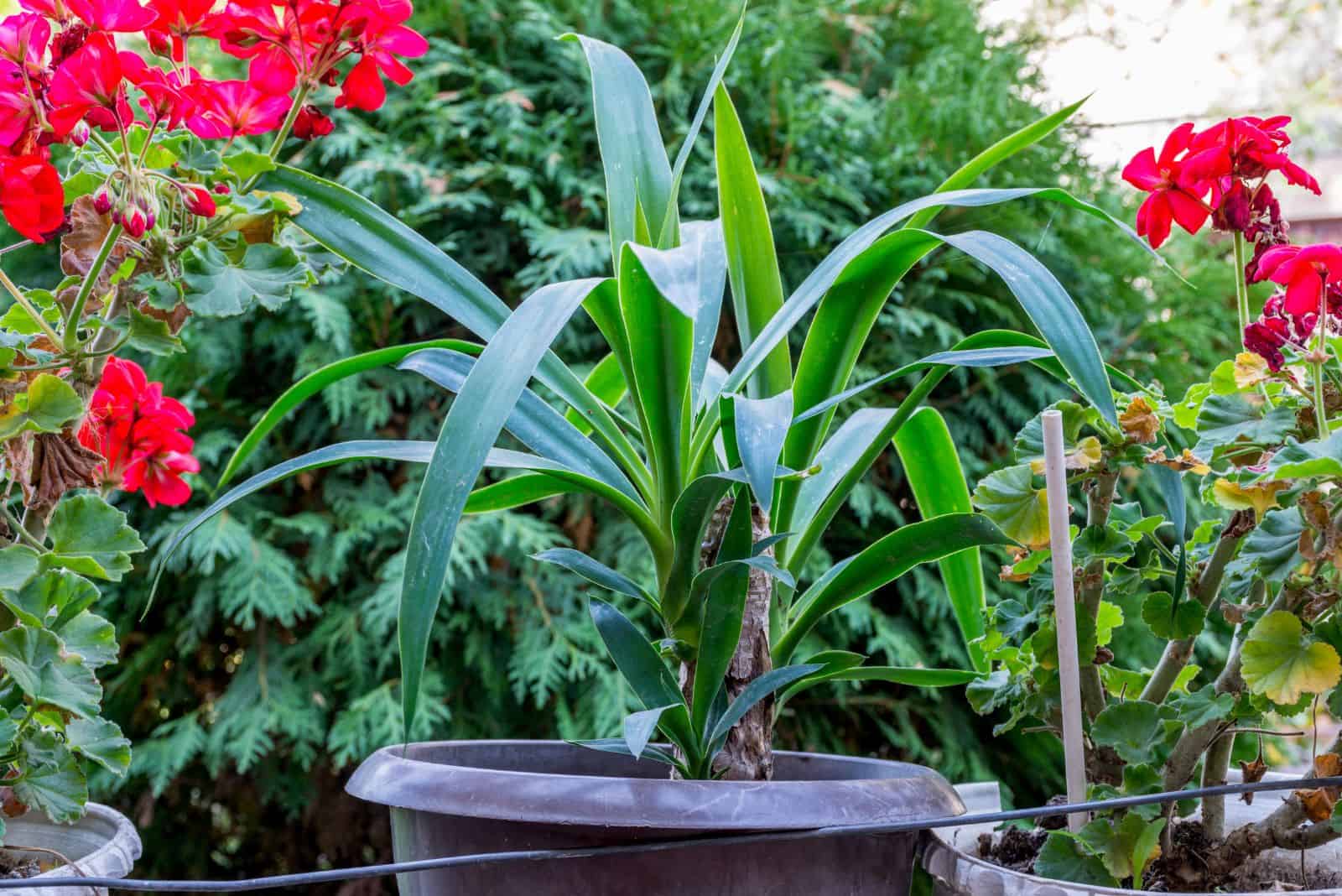 Spineless Yucca Care Guide + How To Solve Its Common Problems