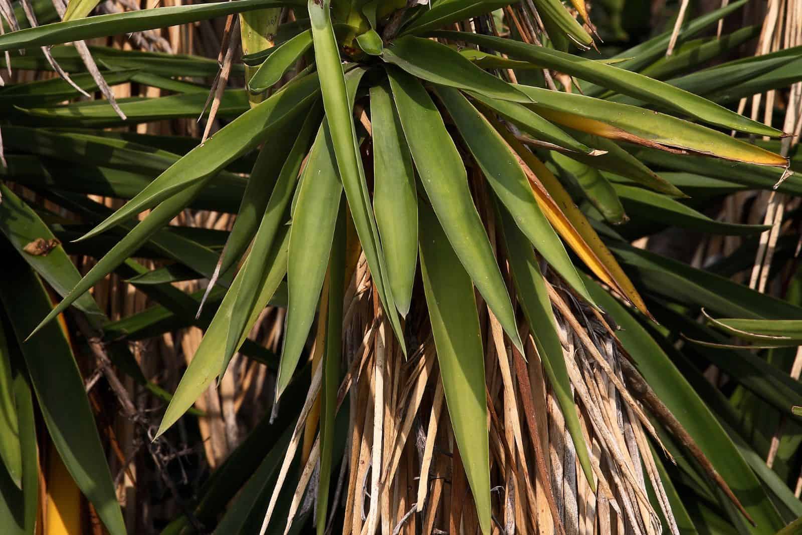Spineless yucca that dries