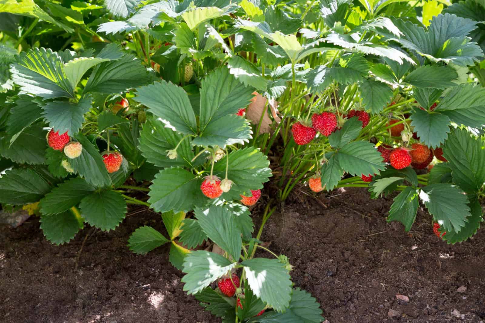 Strawberry plant growing fruits