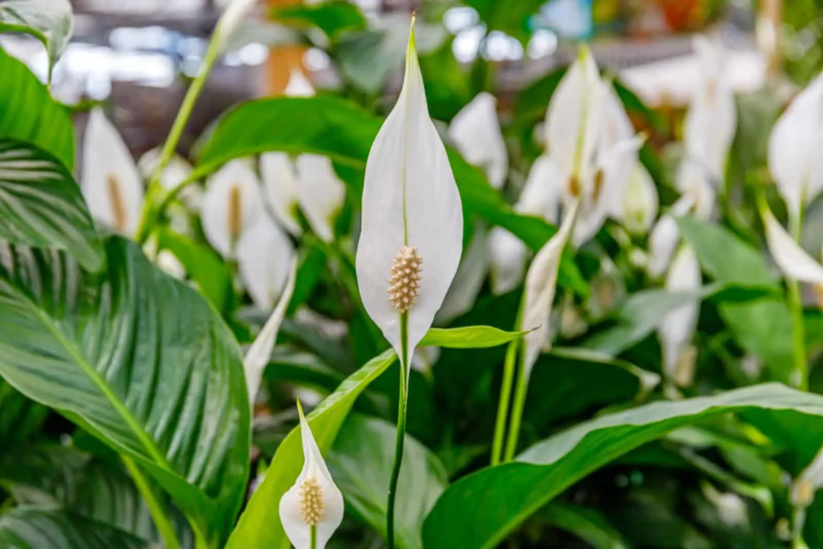 Sweet Chico Peace Lily
