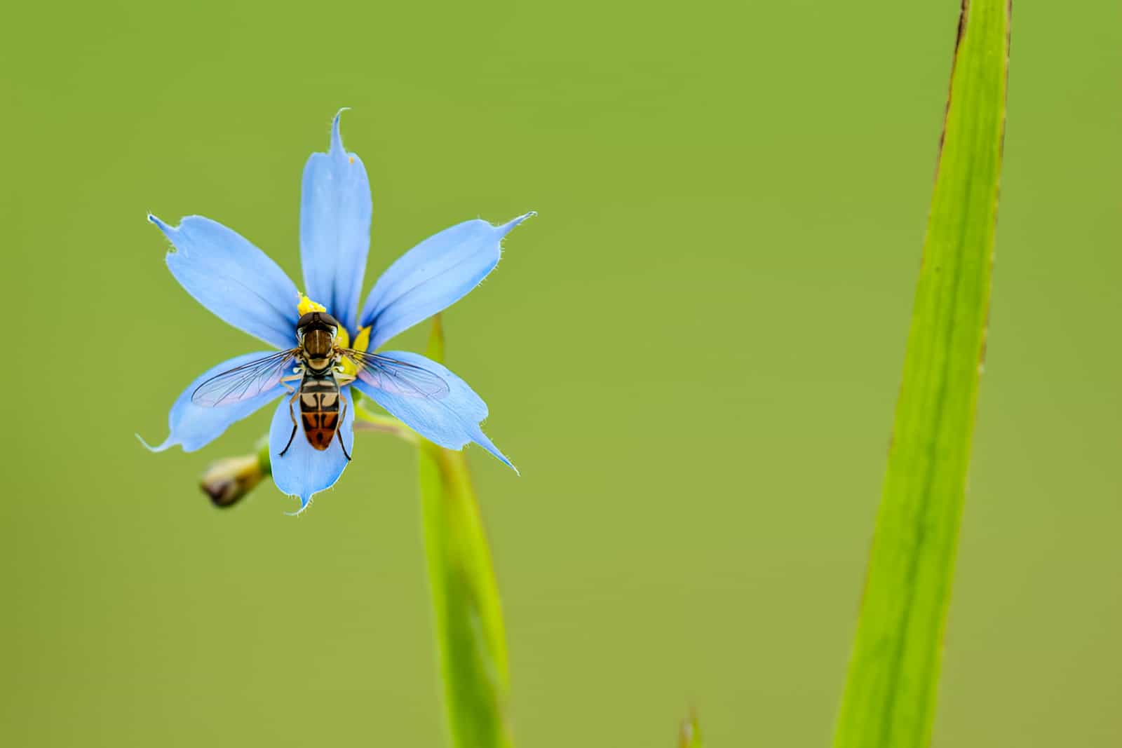 Syrphid fly (fam. Syrphidae) nectaring on blossom of blue-eyed grass