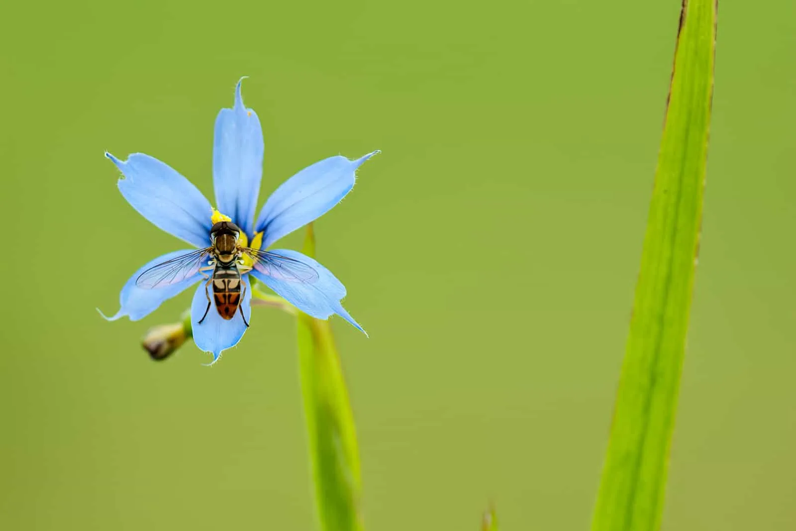 Syrphid fly (fam. Syrphidae) nectaring on blossom of blue-eyed grass