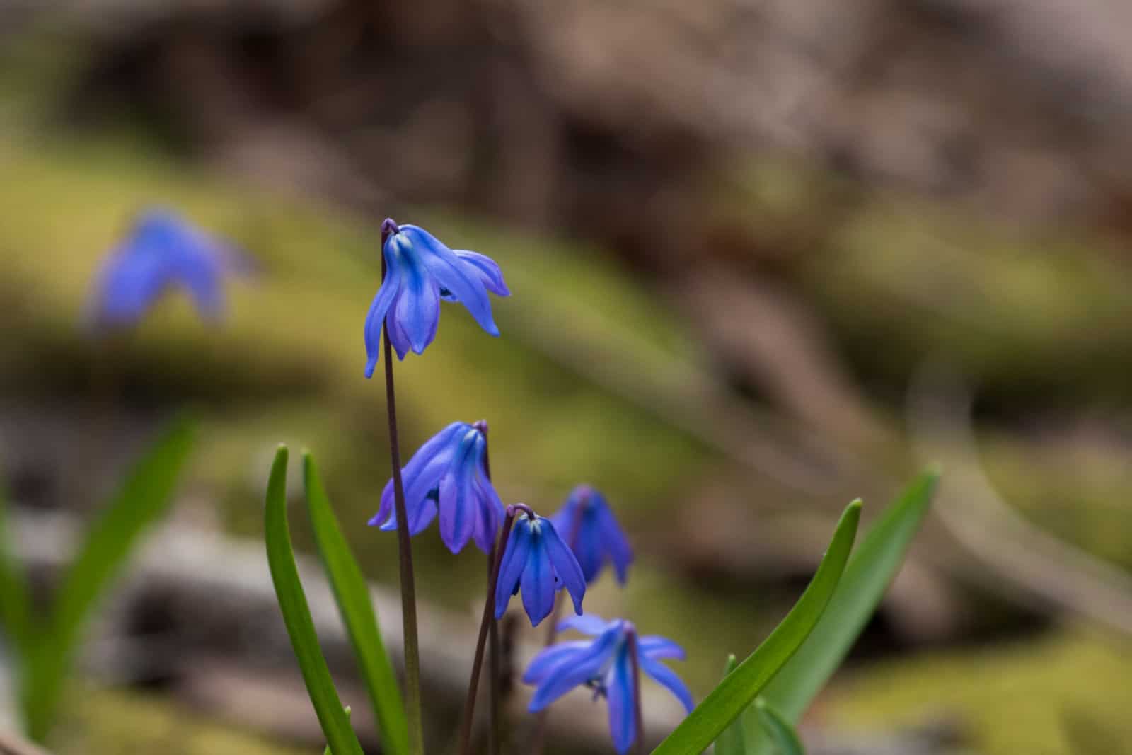 The Siberian squill or wood squill