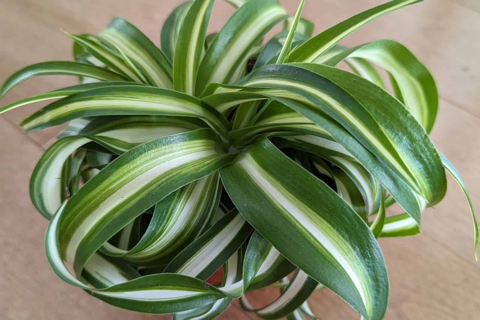 Thriving little curly spider plant