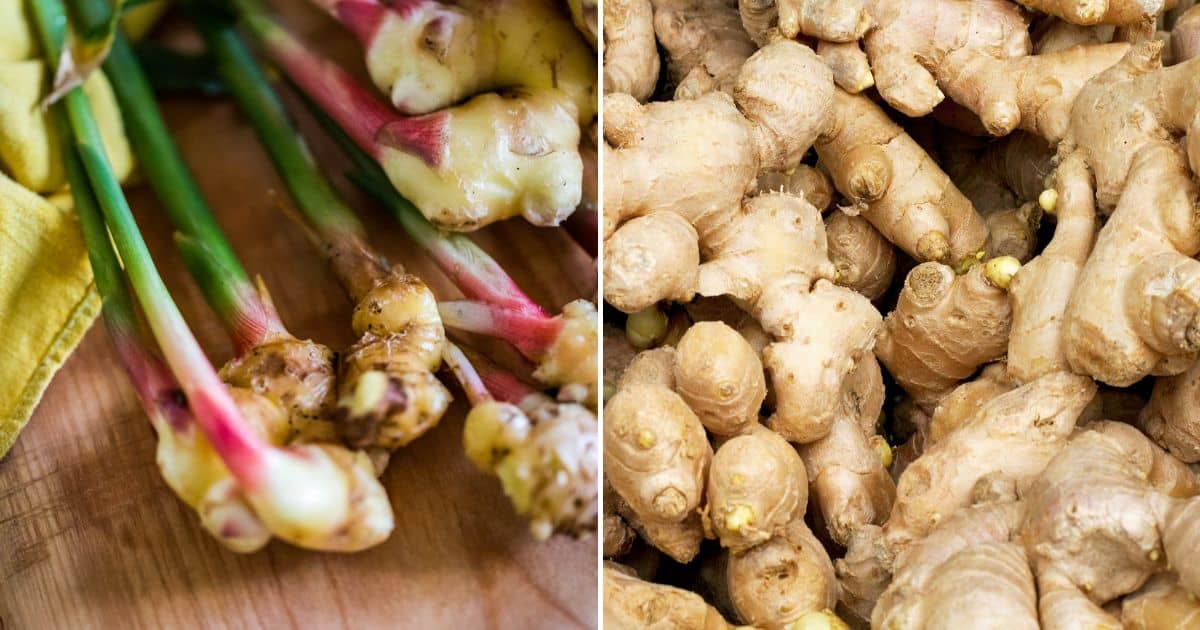 Tips and Tricks to Grow Ginger Anywhere, Anytime