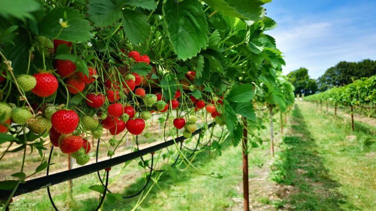 Growing Your Best Strawberries