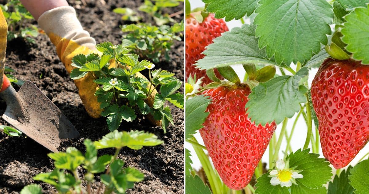 Top 8 Secrets For Growing Your Best Strawberries Yet